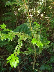 Eugenia pyriformis