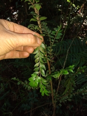 Eugenia pyriformis