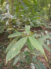 Ocotea puberula