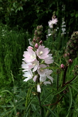 Sidalcea campestris
