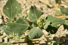 Chenopodium vulvaria
