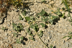 Chenopodium vulvaria