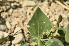 Chenopodium vulvaria
