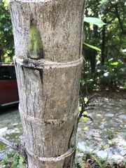 Pseudophoenix sargentii