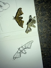 Bombyx lemeepauli
