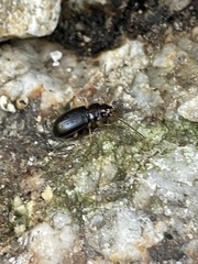 Nebria eschscholtzii