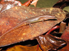 Saproscincus czechurai