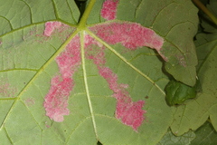 Aceria pseudoplatani