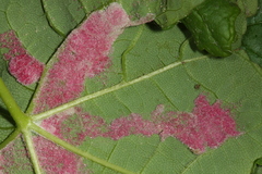 Aceria pseudoplatani