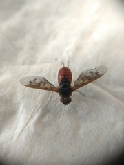 Neodiplocampta