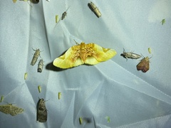 Pyrinioides sinuosus