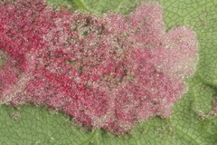 Aceria pseudoplatani