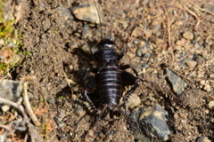 Gryllus saxatilis