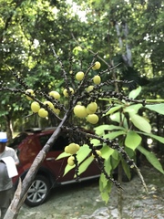 Pseudophoenix sargentii