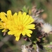Bristly Oxtongue - Photo (c) Arthur Chapman, some rights reserved (CC BY-NC-SA)