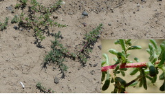 Halogeton arachnoides