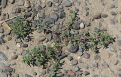 Halogeton arachnoides