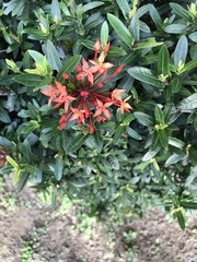 Ixora coccinea