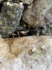 Nebria eschscholtzii