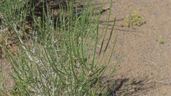 Haloxylon ammodendron