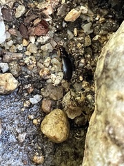 Nebria eschscholtzii