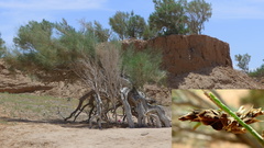 Haloxylon ammodendron