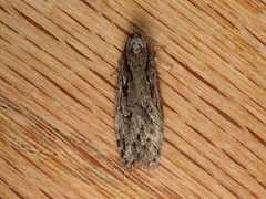 Semioscopis aurorella