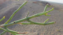 Haloxylon ammodendron