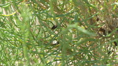 Haloxylon ammodendron