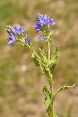 Veronica teucrium