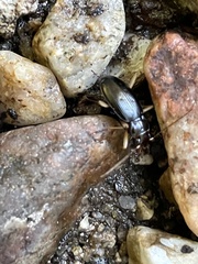 Nebria eschscholtzii