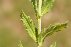 Veronica teucrium