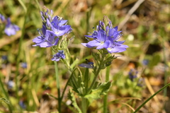 Veronica teucrium