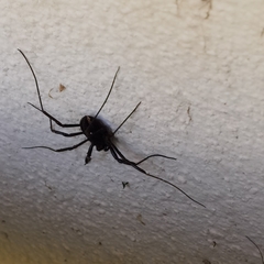 Zachaeus