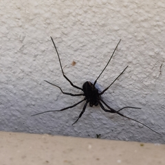 Zachaeus