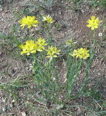 Haplophyllum dauricum