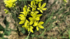 Haplophyllum dauricum