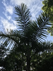 Pseudophoenix sargentii