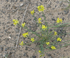 Haplophyllum dauricum