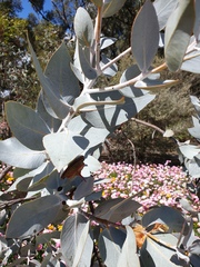 Eucalyptus macrocarpa