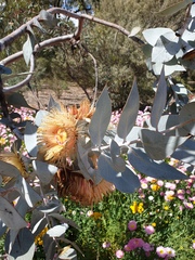 Eucalyptus macrocarpa