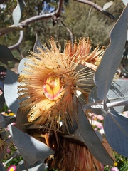 Eucalyptus macrocarpa