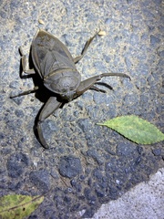 Kirkaldyia deyrolli