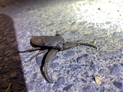 Kirkaldyia deyrolli