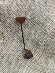 Monilinia oxycocci