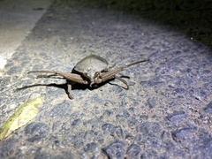 Kirkaldyia deyrolli