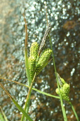 Carex lenticularis