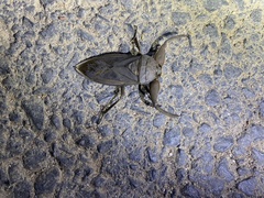 Kirkaldyia deyrolli