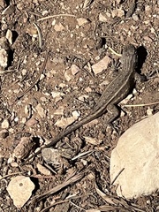 Sceloporus tristichus