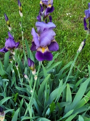 Iris
